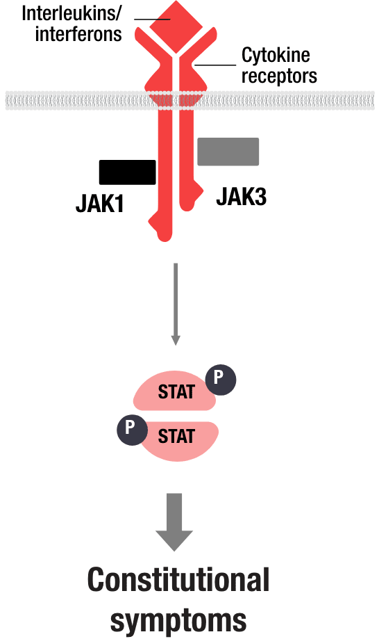 JAK-STAT pathway