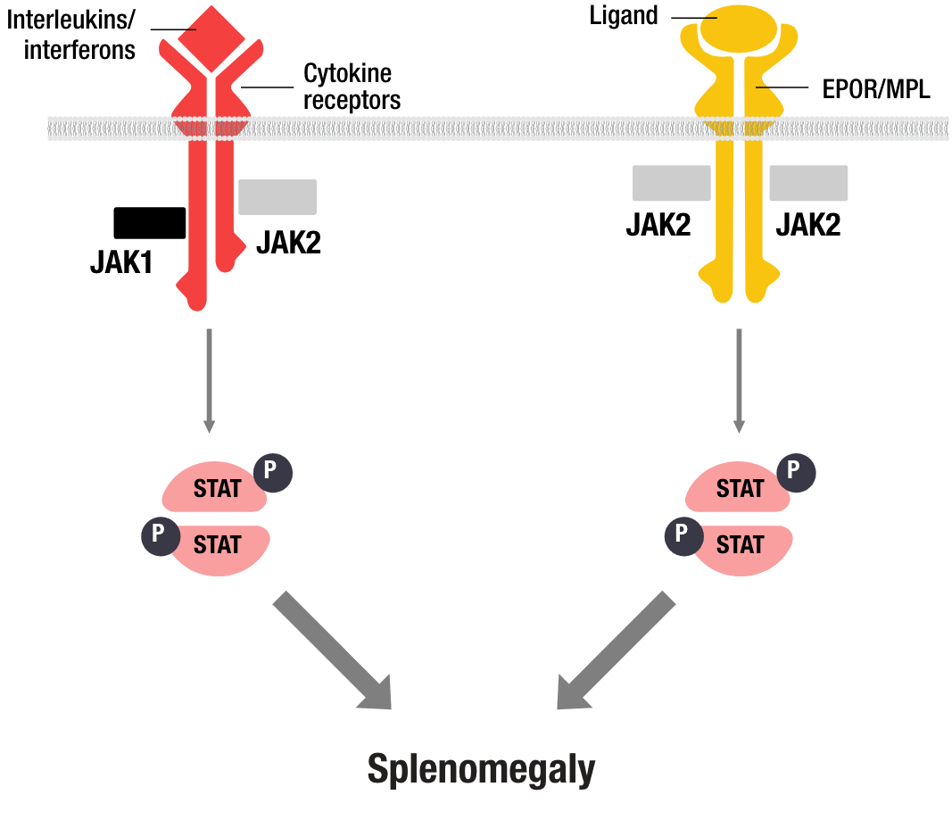 JAK-STAT pathway